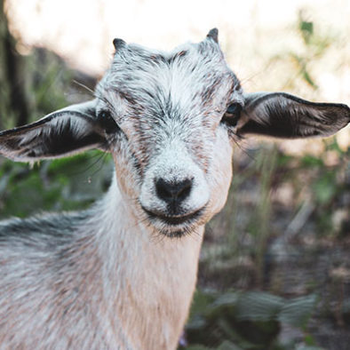 St Barts Destination : Goat